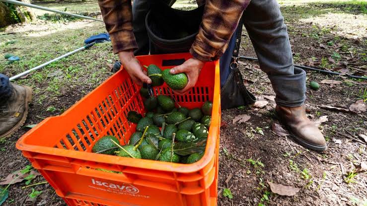 Aguacate