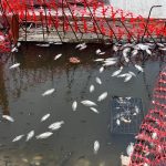 1 CONTAMINACION